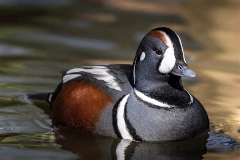 Harlequin Duck - British Waterfowl Association