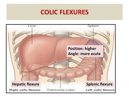 Picture Of What Is Under Your Rib Cage - The spleen sits under your rib ...