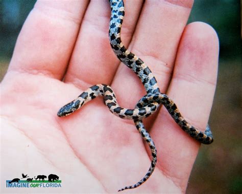 Short-tailed Kingsnake | Imagine Our Florida, Inc