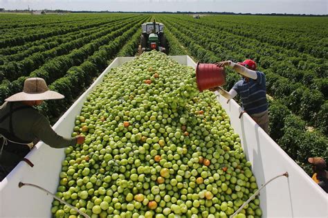 How a group of Florida tomato growers could help derail NAFTA - The ...