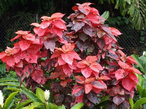 Acalypha wilkesiana (Copper Plant) | Jardinería, Enredaderas, Jardines