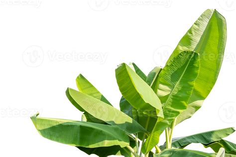 Group of Banana green leaf isolated on transparent background of ...