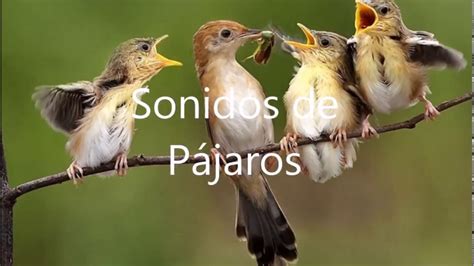 Sonidos de animales - Sonido de Pájaros - YouTube