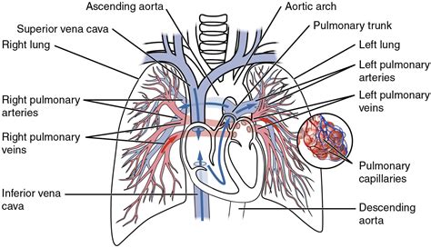 Pulmonary Arteries: What Is Their Role?