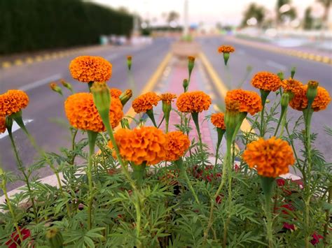 Yanbu Flower Festival 2019: Opening Date – Food and Travel Moments