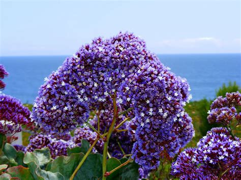 Limonium (Sea Lavender; Statice) – A to Z Flowers