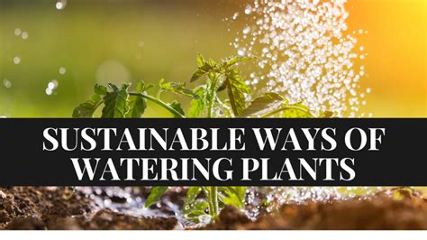 Sustainable Ways To Irrigate Your Plants - Peter Greenfield