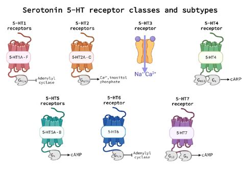 5-HT receptor groups and subtypes. All 5-HT receptors are G-protein ...