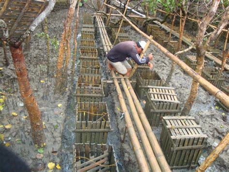 Mud Crab Farming in India has Become Popular Business - Mud Crab Exporters, Mud Crab ...