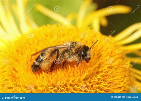 Closeup on a Female of the Pantaloon Bee or Hairy-legged Mining , Dasypoda Hirtipes Stock Image ...