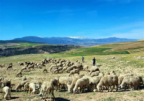 Atlas Mountains: Berber Villages, Waterfalls & Camel Ride | GetYourGuide