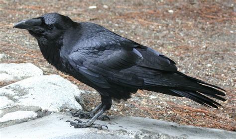 Scary Crow | Paul Alexander | Flickr