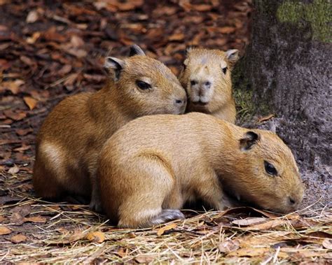 Trio of Capybara Babies Born at Brevard Zoo - ZooBorns