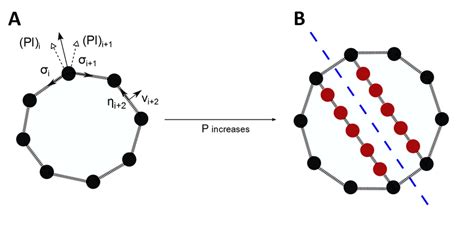 Mass-spring model for a cell. (A) Forces acting on mass point i in an... | Download Scientific ...