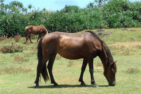 8 Japanese Horse Breeds That You Should Learn About - Horses & Foals