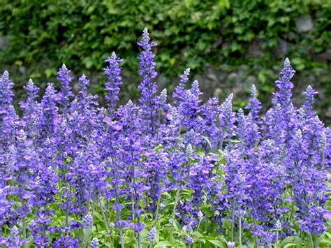 flowers for flower lovers.: Salvia flowers pictures.