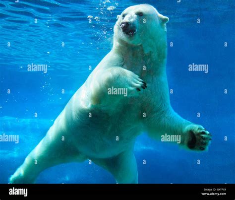 Polar bear swimming underwater Stock Photo - Alamy