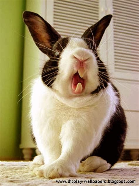 Wallpapers Download: Very Funny Rabbit Pictures Free Download