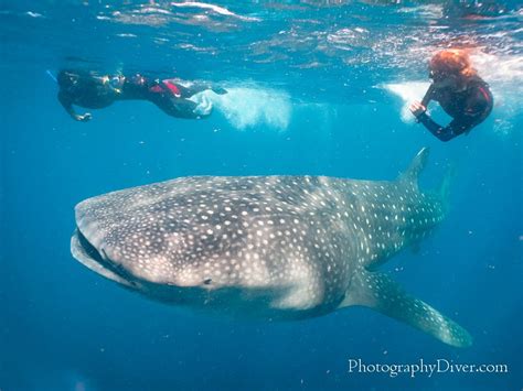 Swim with Whale Sharks in Cancun | Swimming with whale sharks, Whale shark, Whale