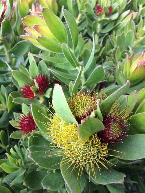 Calypso Red – Leucospermum Varieties – Proteaflora