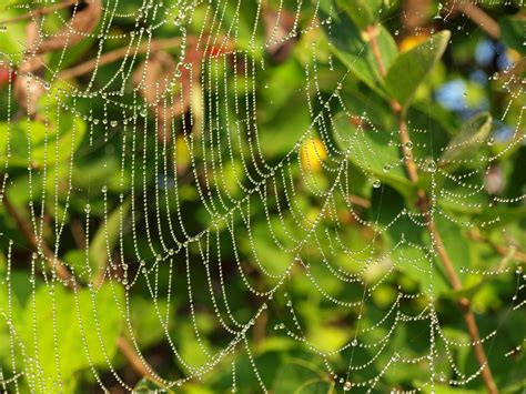 Spider Web Free Stock Photo - Public Domain Pictures