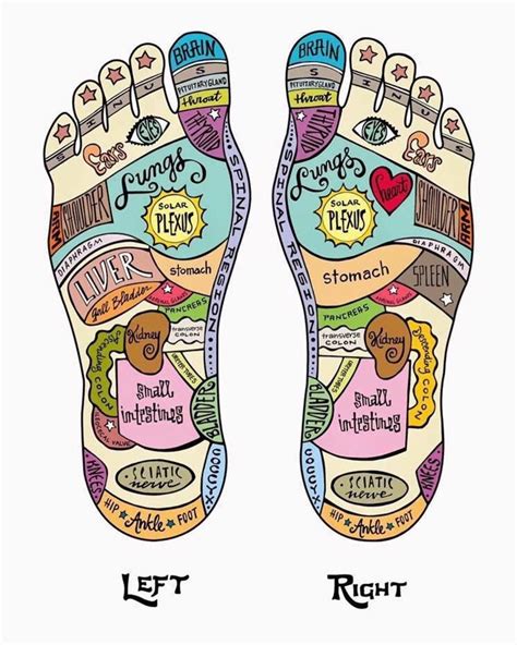 Pin by scaw on Young Living | Reflexology, Massage therapy, Foot reflexology