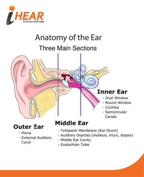 Parts Of The Human Ear And Their Functions