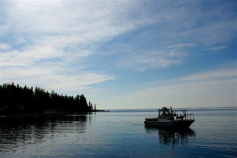 Lake Whitefish Coregonus clupeaformis