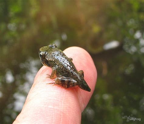 "Wood Frog Tadpole" by sillyfrog | Redbubble