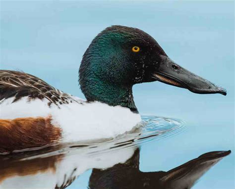 Shoveler Duck