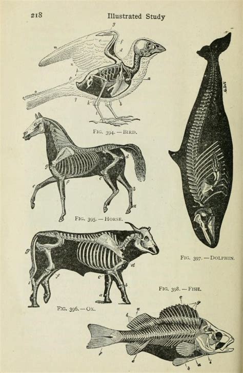 Scientific Illustration | Scientific drawing, Scientific illustration, Anatomy art