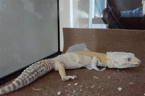 Leopard Gecko Shedding Tips- How Often Leopard Gecko Sheds