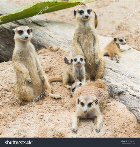 Family Meerkats Stock Photo 109181801 - Shutterstock