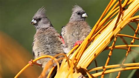 White-backed mousebird - Facts, Diet, Habitat & Pictures on Animalia.bio