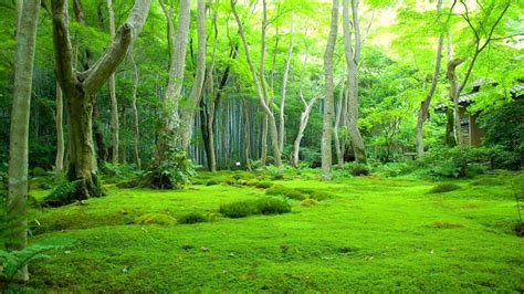 Greenery Indah Pemandangan Pohon Hijau Latar Belakang Hutan Alam ...