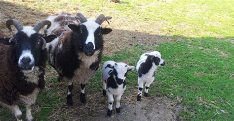 Jacob Sheep - Jacobs Heritage Farm