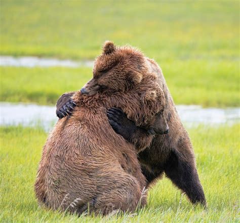 BEAR HUG by Cobble-Art - VIEWBUG.com