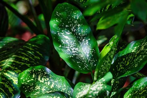 Dieffenbachia Varieties (16 Popular Types to Consider) - The Practical ...