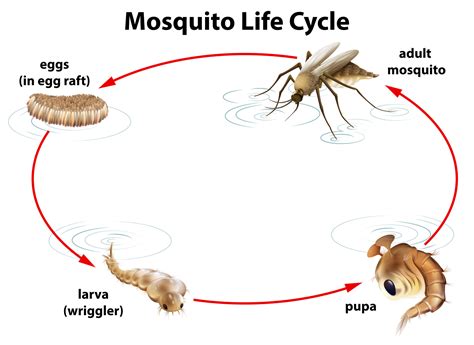 O que você precisa saber sobre o mosquito da dengue! - Vitta