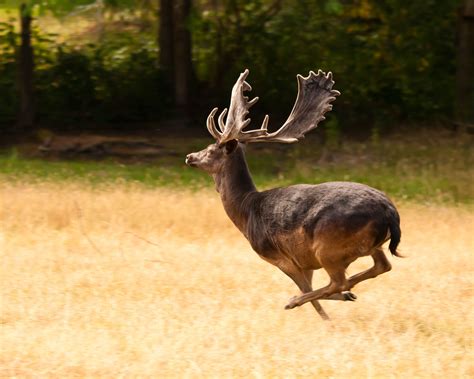 Fallow Deer. | Melanistic animals, Rare animals, Deer species