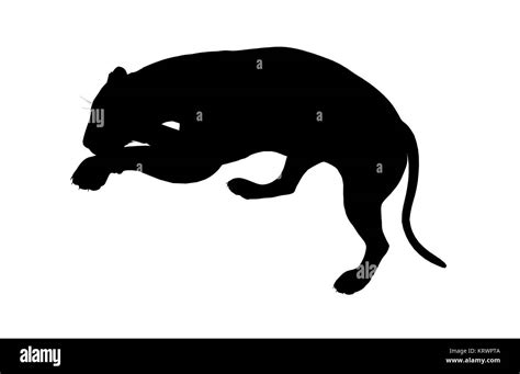 Black lion art illustration silhouette on a white background Stock Photo - Alamy