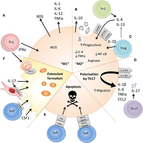 Proposed cellular and molecular mechanisms via which CD4+ T cell... | Download Scientific Diagram