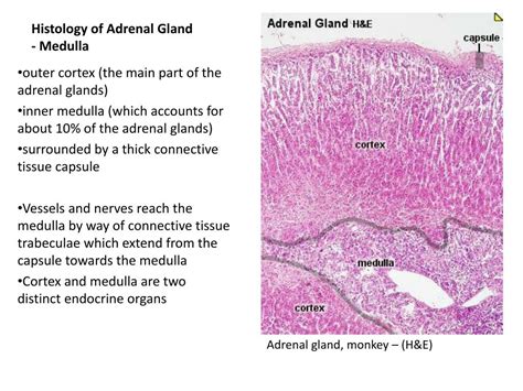 PPT - Histology of Adrenal Gland - Medulla PowerPoint Presentation, free download - ID:1948571