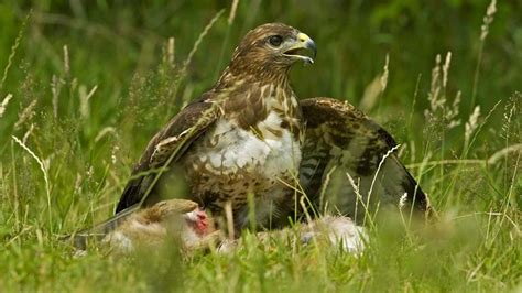 Buzzard (Buteo buteo) - British Birds - Woodland Trust