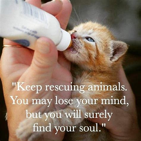 Obraz może zawierać: tekst „"Keep rescuing animals. You may lose your mind, but you will surely ...