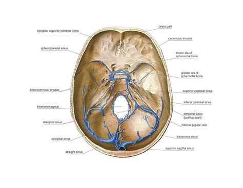 Venous System Of The Brain Photograph by Asklepios Medical Atlas | Fine ...