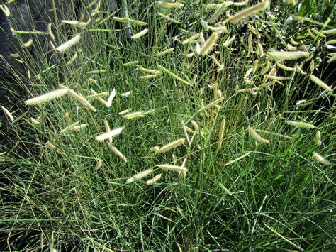 Bouteloua gracilis 'Blonde Ambition' - Linda Vista Native Plants