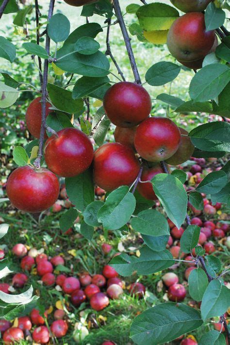 Honeycrisp Apple | Honeycrisp apple tree, Apple tree, Fruit bearing trees