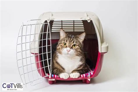 Crating a Cat at Night: 16 Pros and Cons You Need to Know