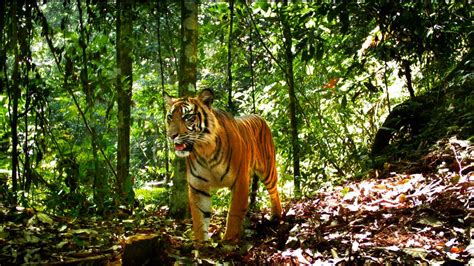 Population of critically endangered Sumatran tiger in decline